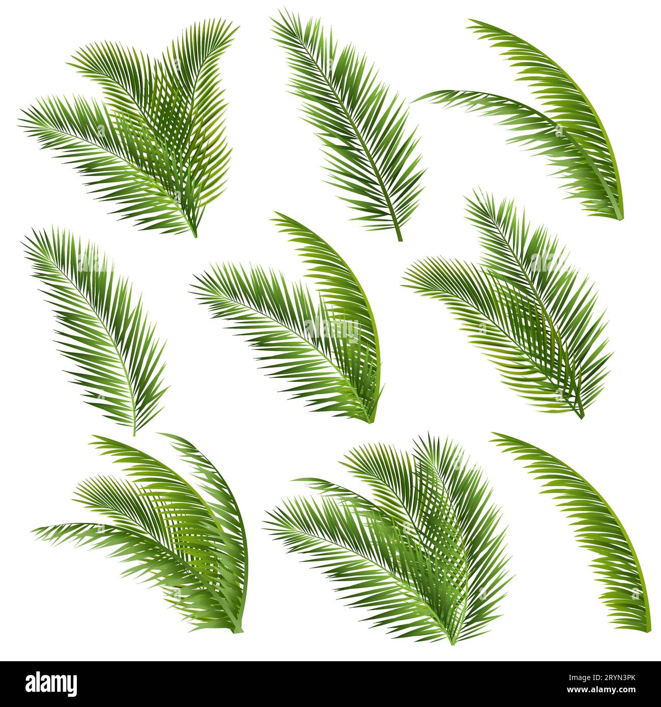 Palm Tree Branch And White Background With Gradient Mesh, Vector