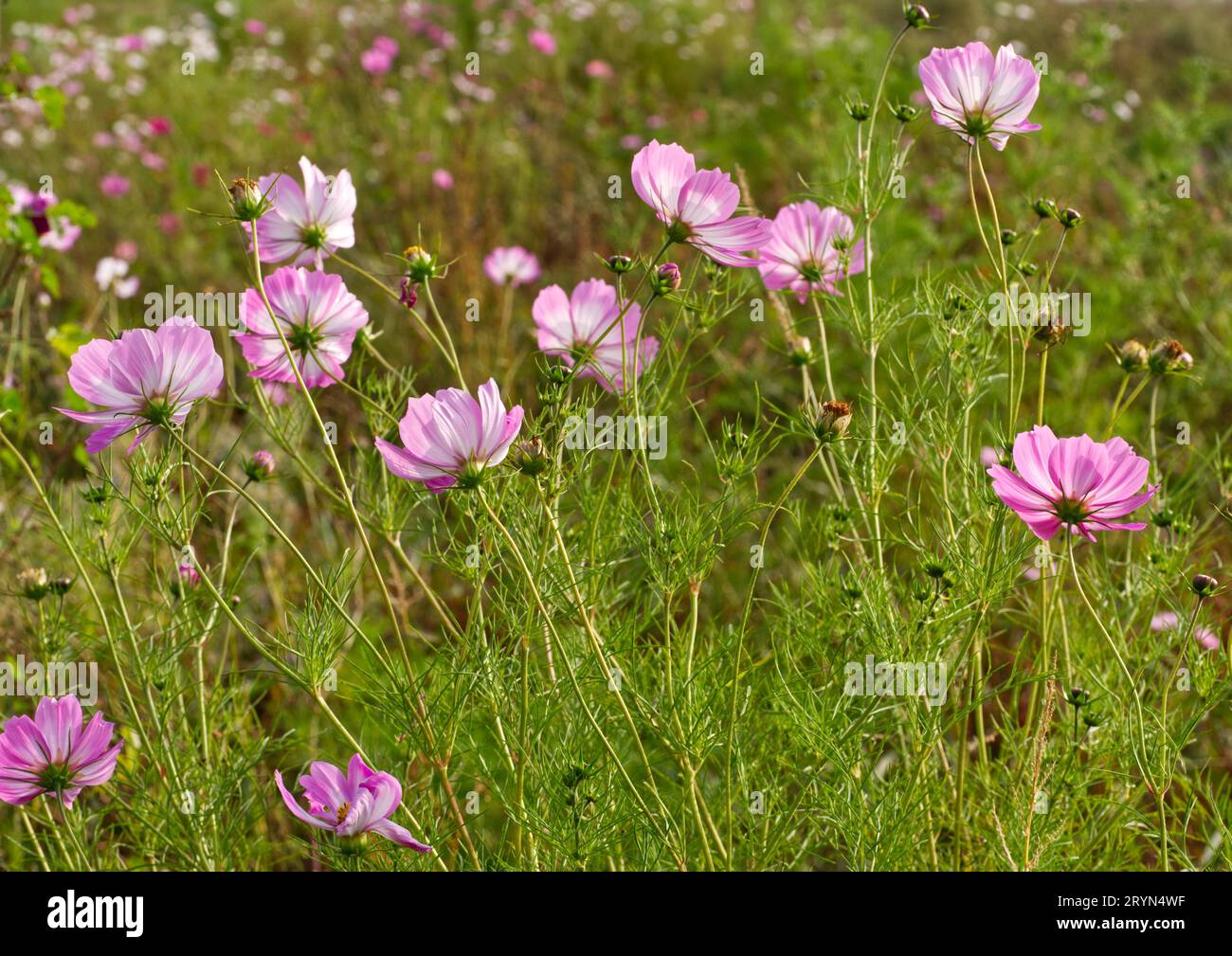 Mallow (Malva sylvestris) in a flower meadow Stock Photo
