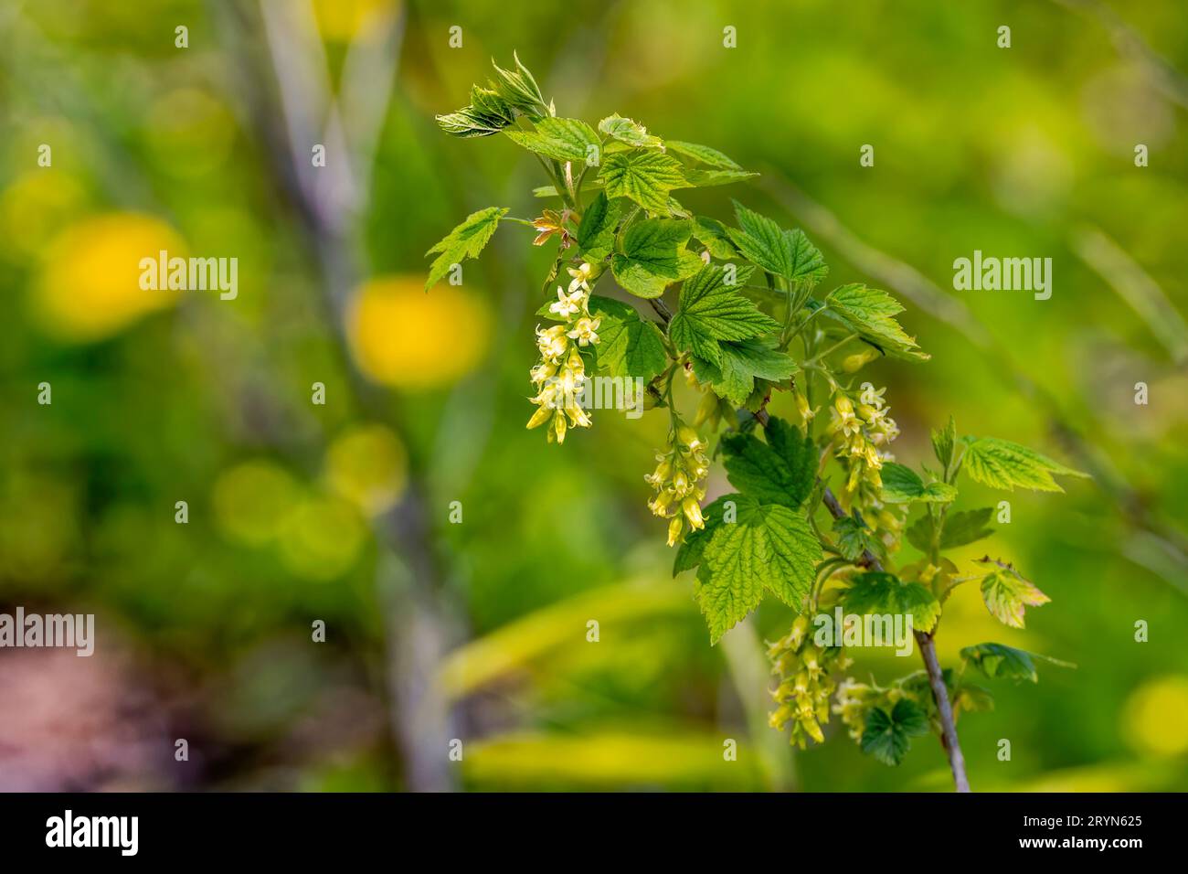 Wild gooseberry flowers. Ribes uva-crispa Stock Photo