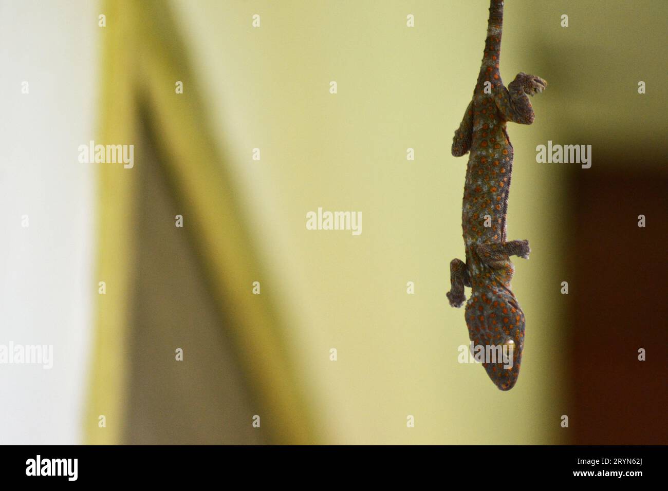 A closeup image of dead lizard, tokay gecko (gekko gecko), hanging on top of the ceiling with blurry background Stock Photo