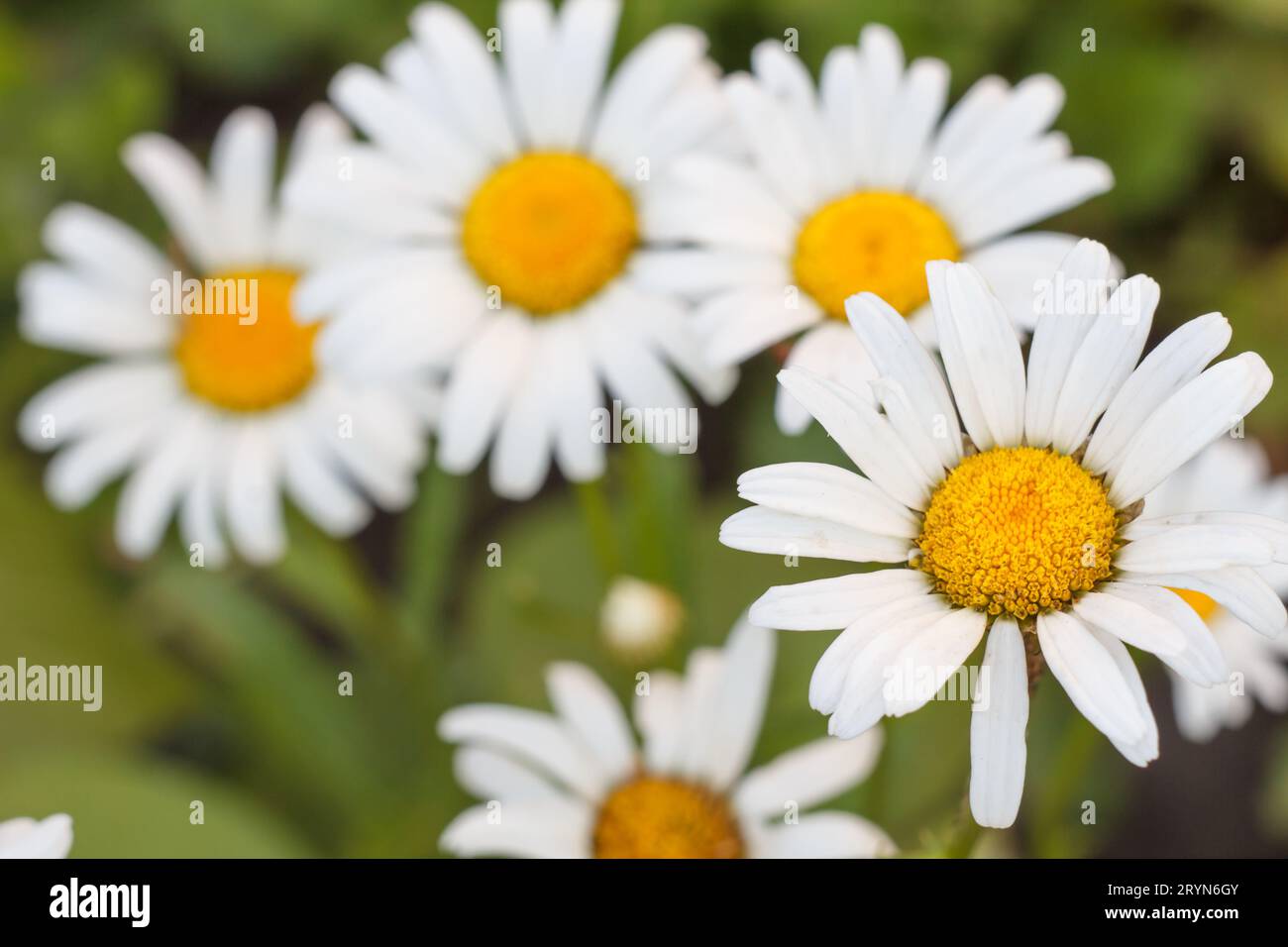 Buds of chamomile with blurred same flowers in the background Stock Photo
