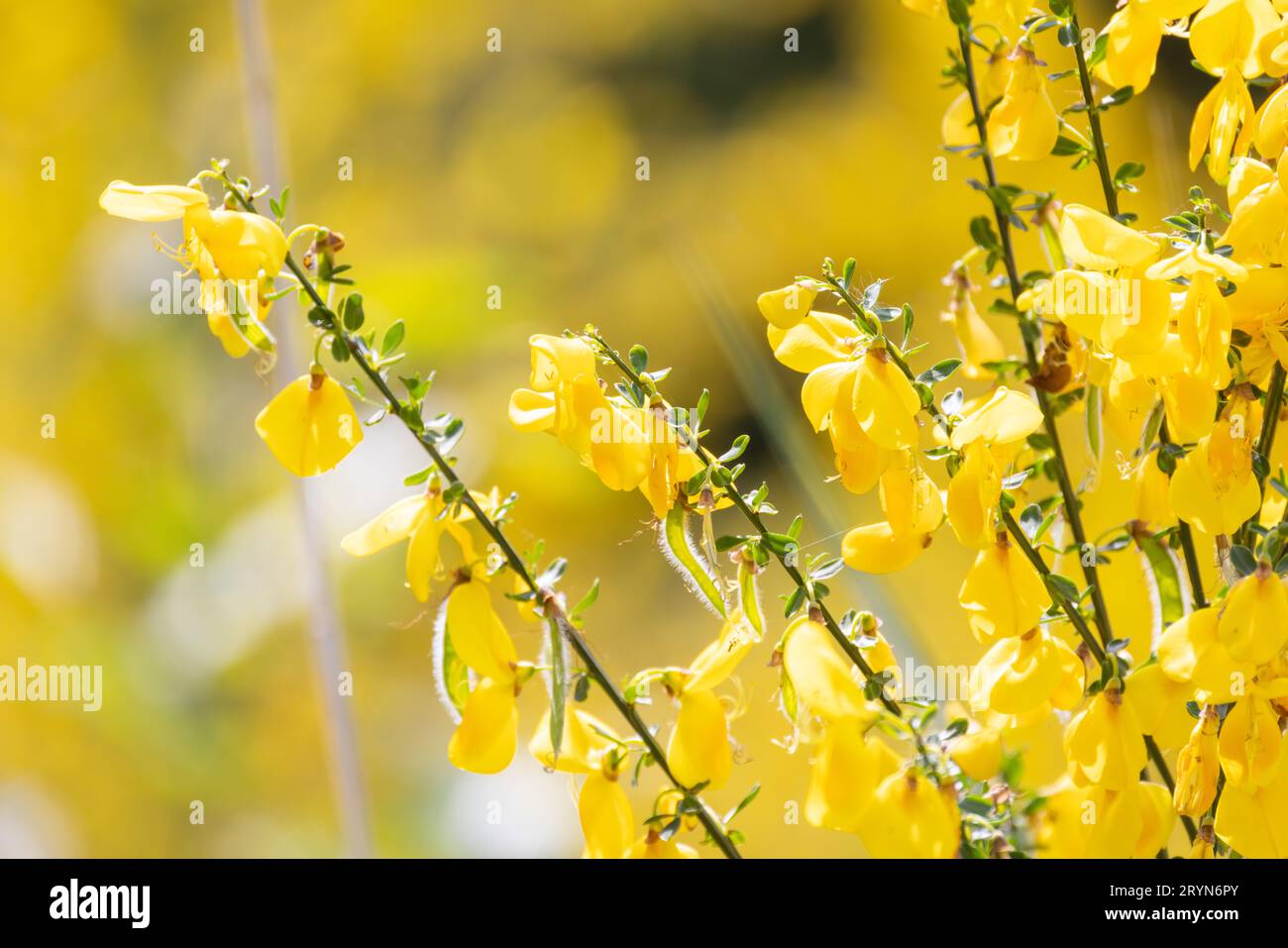 Close up yellow flowers of Cytisus scoparius, syn. Sarothamnus scoparius, common broom or Scotch broom. Family Fabaceae, Spring Stock Photo