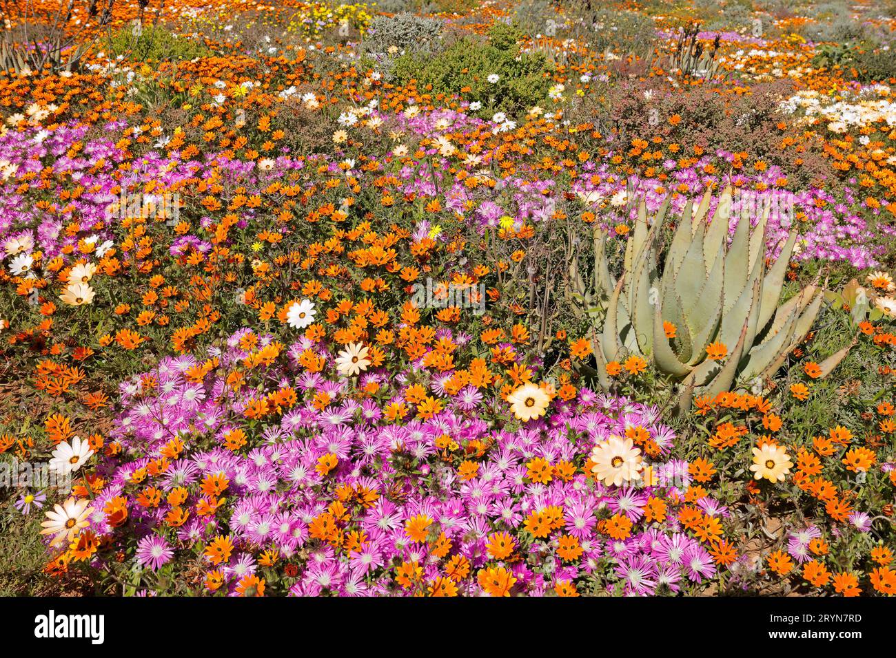Colorful spring blooming wildflowers, Namaqualand, Northern Cape, South Africa Stock Photo