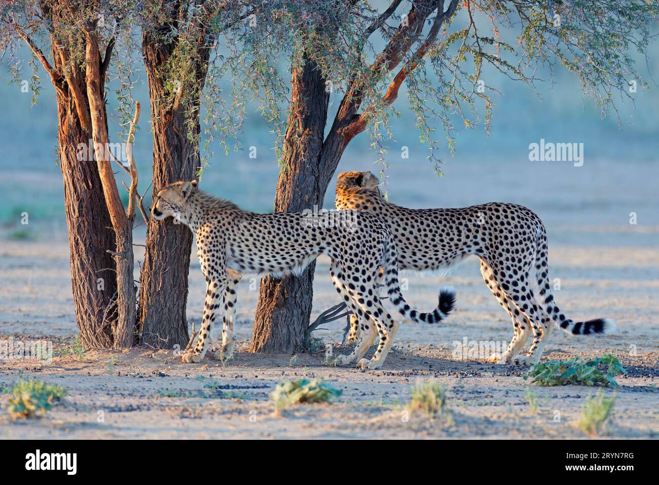 Two cheetahs (Acinonyx jubatus) in natural habitat, Kalahari desert, South Africa Stock Photo