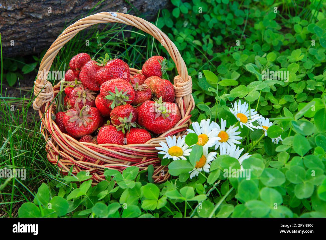 Basket fresh delicious strawberries hi-res stock photography and images ...