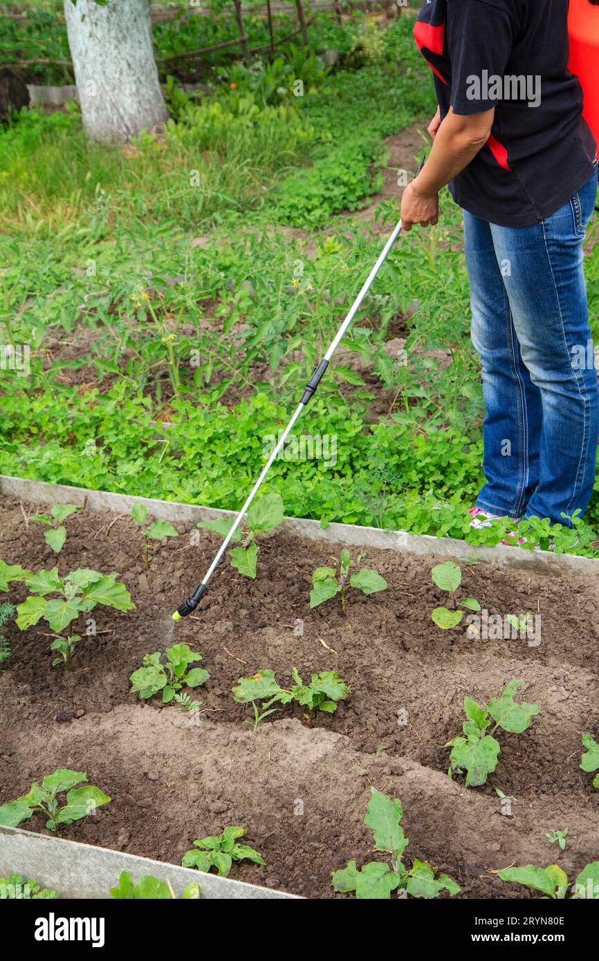 Protecting eggplant plants from fungal disease or vermin with a sprayer Stock Photo