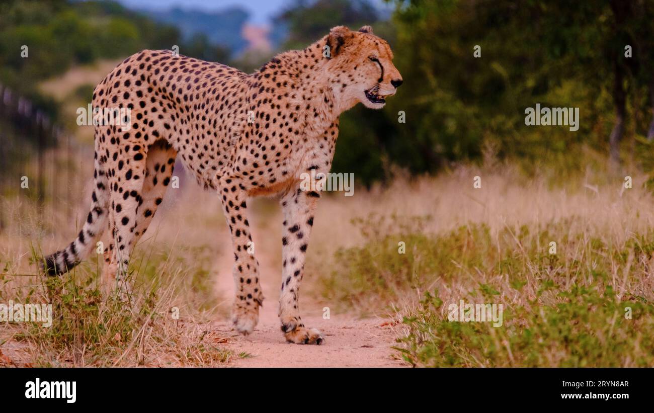 Cheeta wild animal in Kruger National Park South Africa Stock Photo