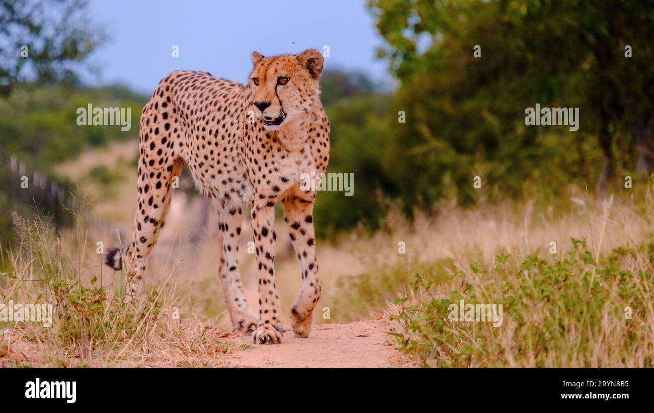 Cheeta wild animal in Kruger National Park South Africa Stock Photo