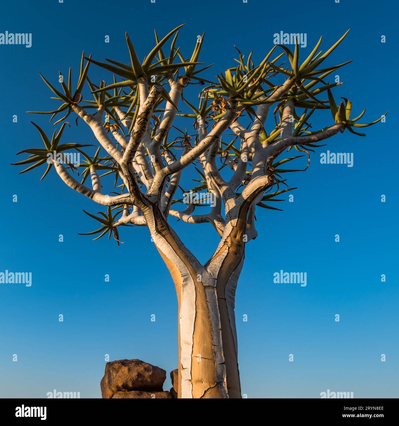 The quiver tree, or aloe dichotoma, Keetmanshoop, Namibia Stock Photo