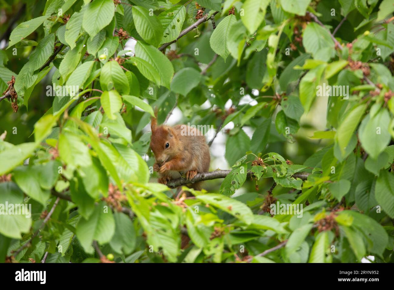 Captivating Squirrels: Discovering Green Paradises Stock Photo