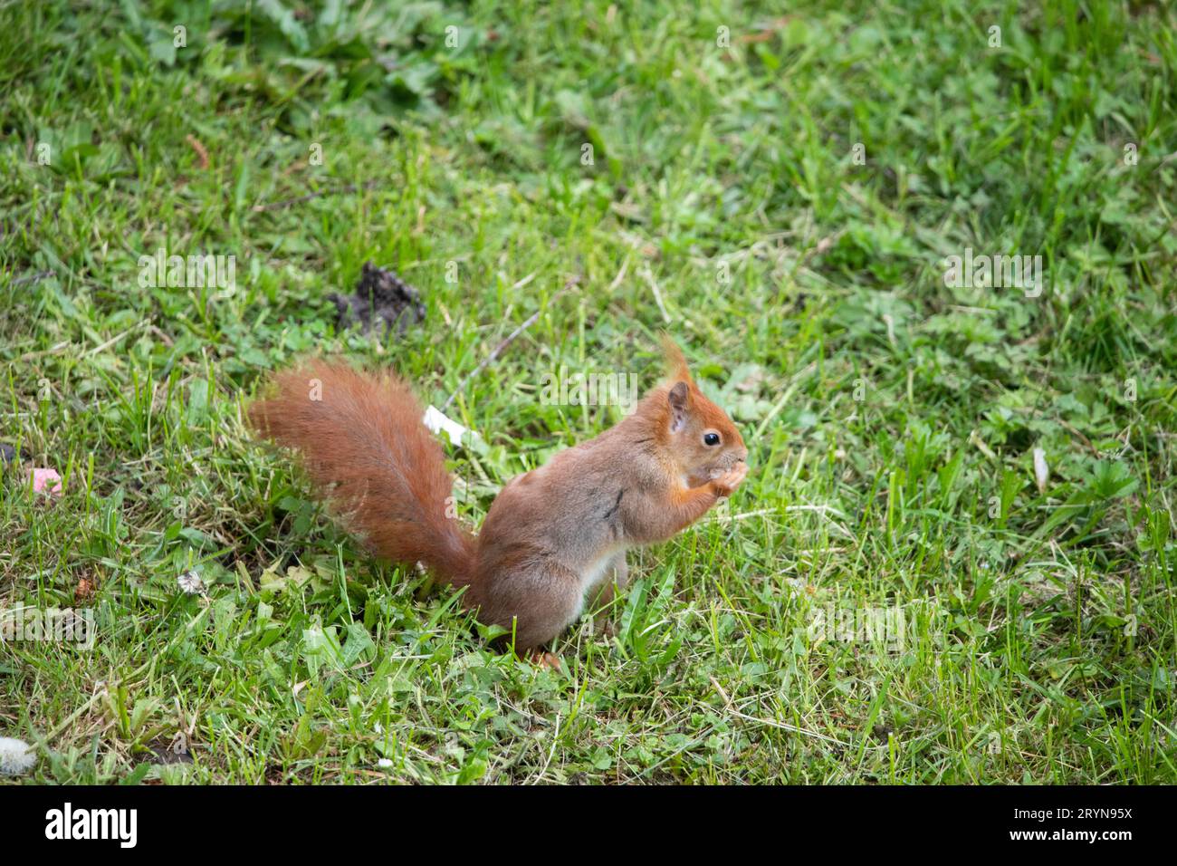Captivating Squirrels: Discovering Green Paradises Stock Photo