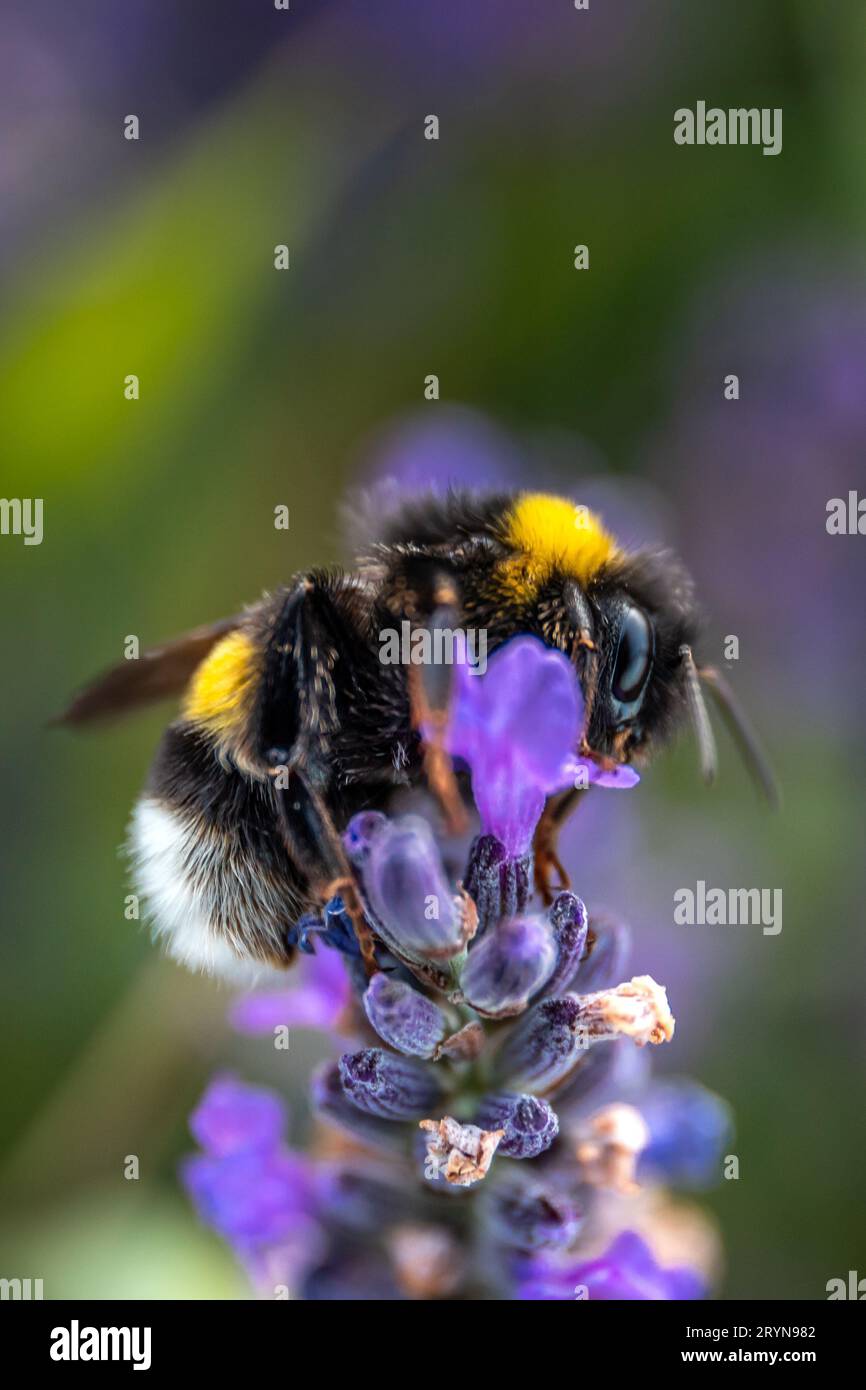 Summer Symphony: Bine the Bumblebee on a Lavender Blossom Stock Photo
