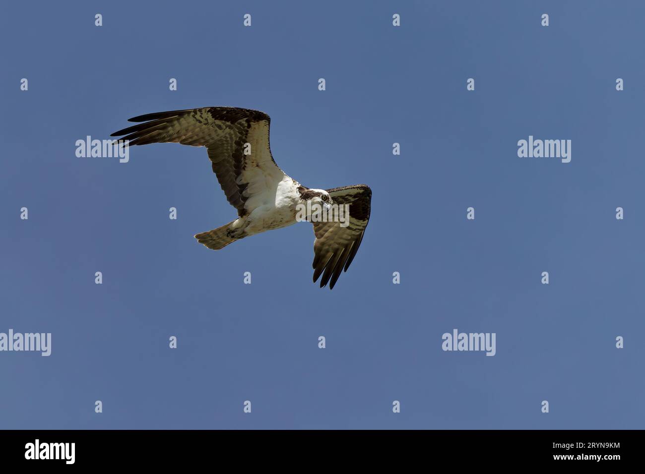 The Osprey (Pandion haliaetus) Stock Photo