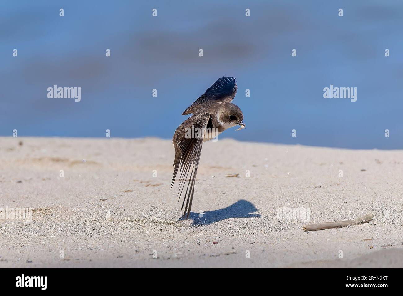 The Sandmartin26582302
