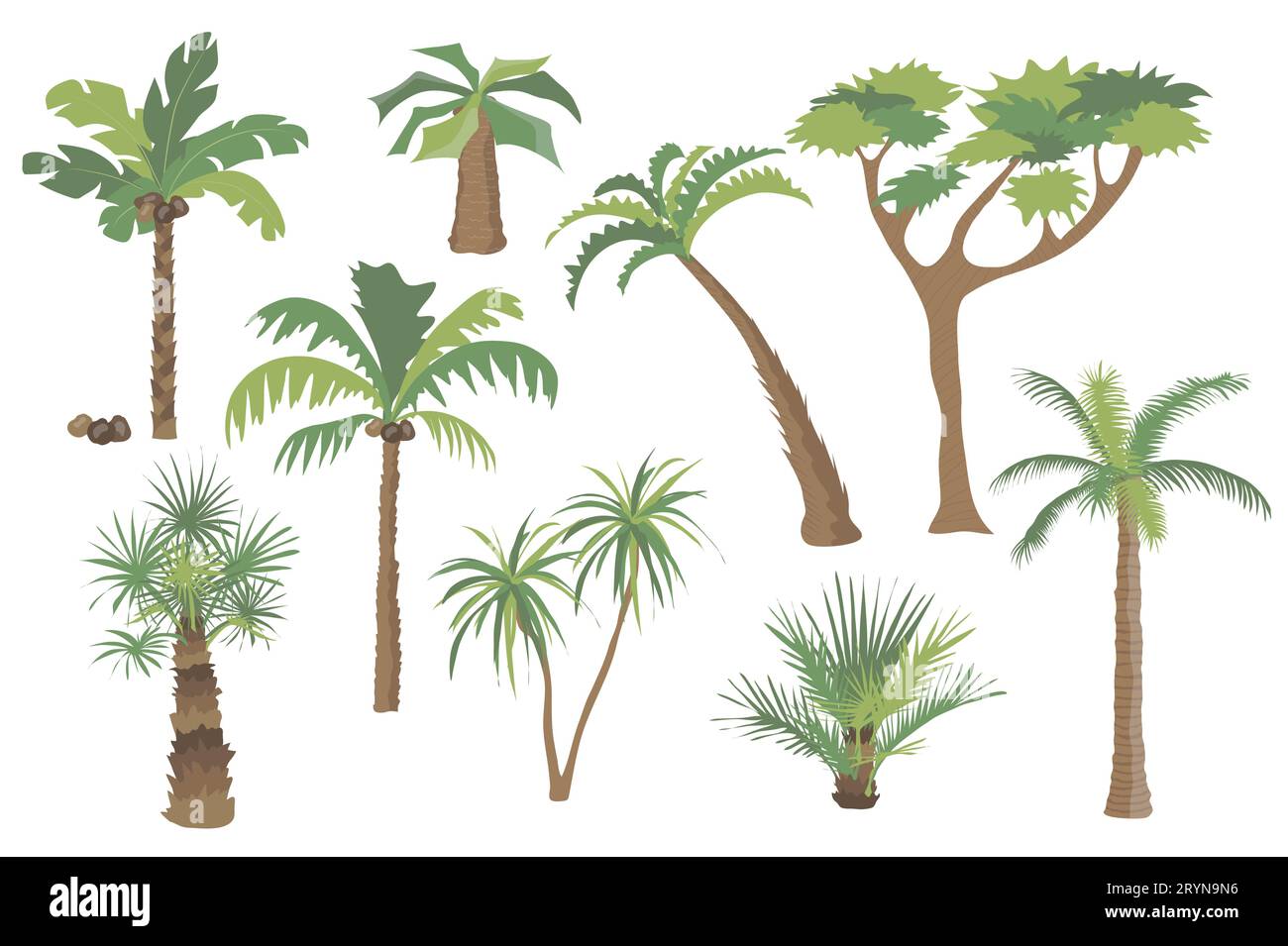 Palm trees set graphic elements in flat design. Bundle of different types of palm trees with