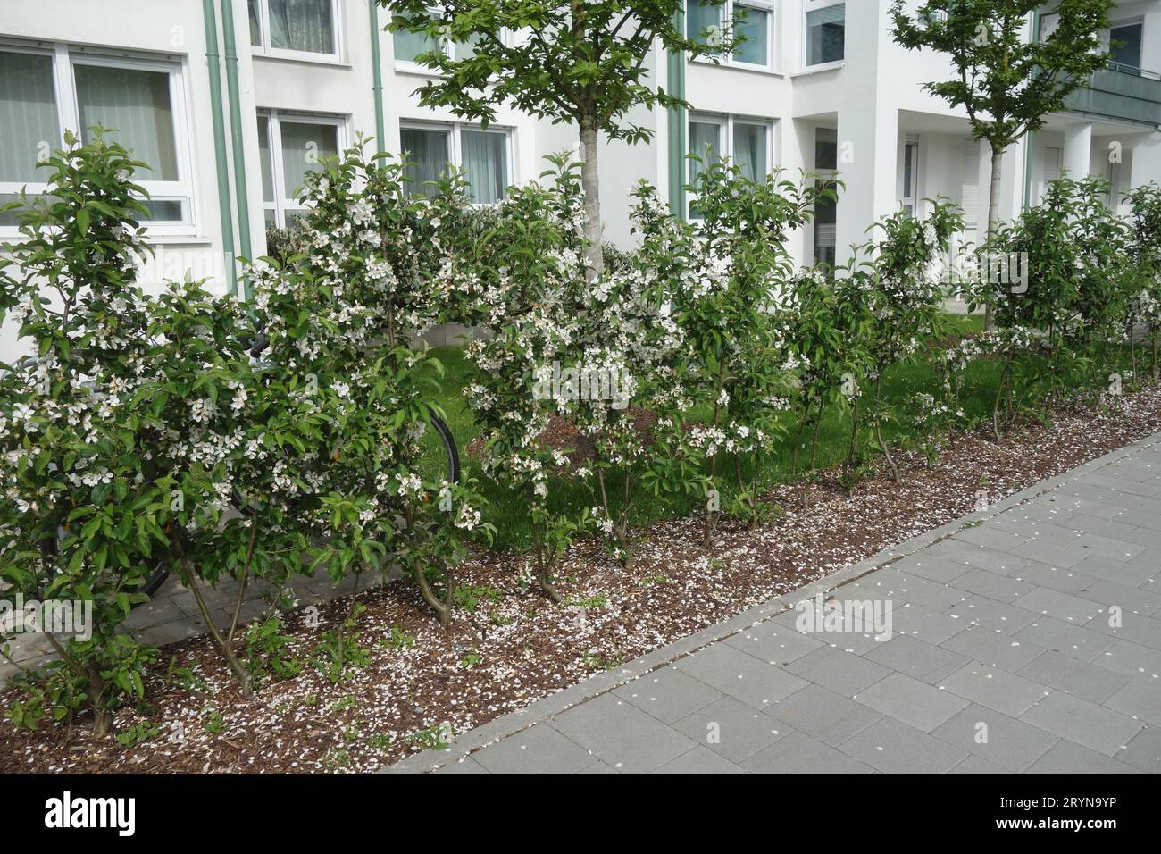 Malus domestica, apple tree, hedge Stock Photo Alamy