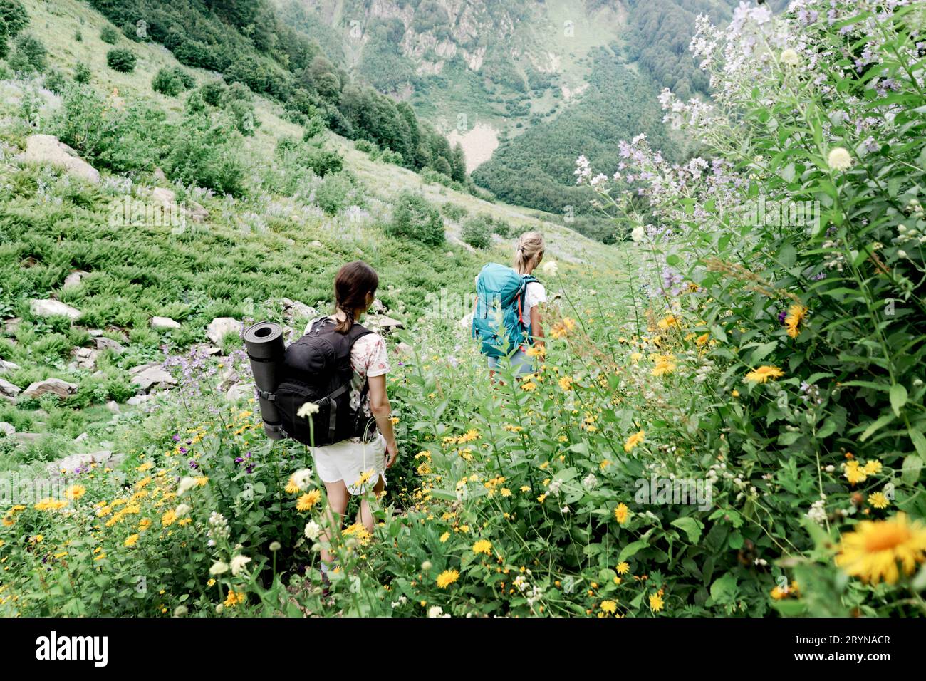 A back view of hikers with backpacks going on a mountain expedition along the trail through the tall grass. Stock Photo