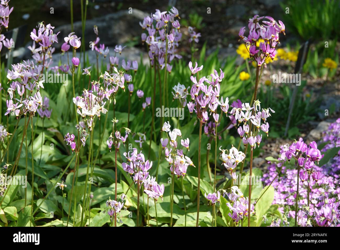 Dodecatheon maedia, Maeds shooting star Stock Photo