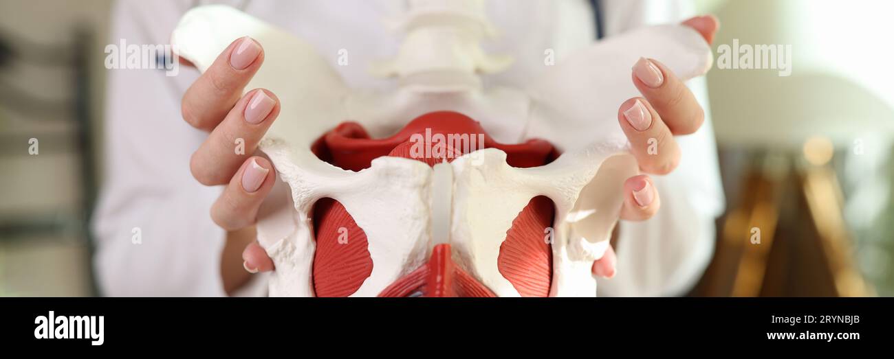 Gynecologist shows female pelvis with reproductive organs Stock Photo