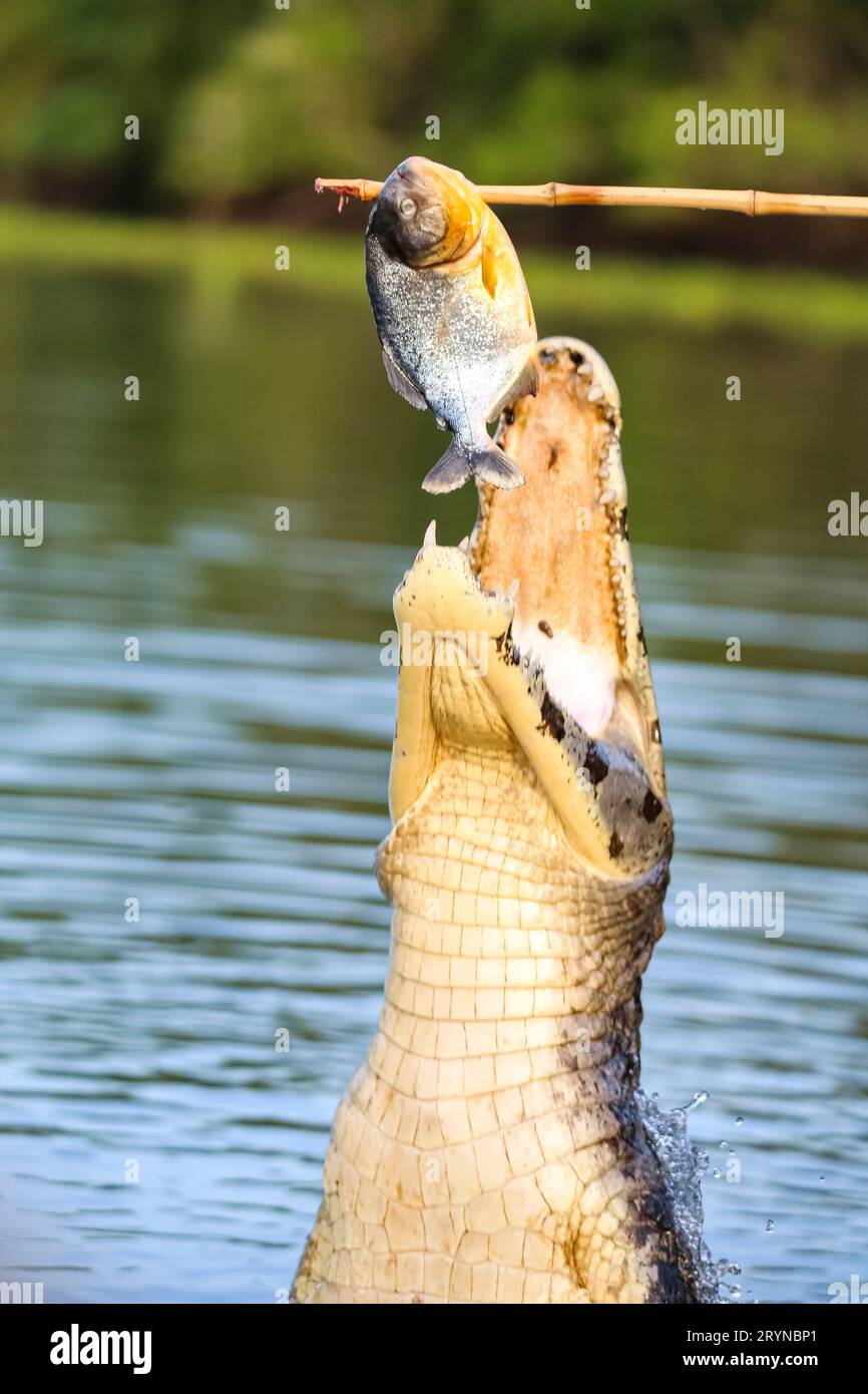 Yacare Caiman is jumping out of the water snapping with lots jaws a fish on a stick Stock Photo