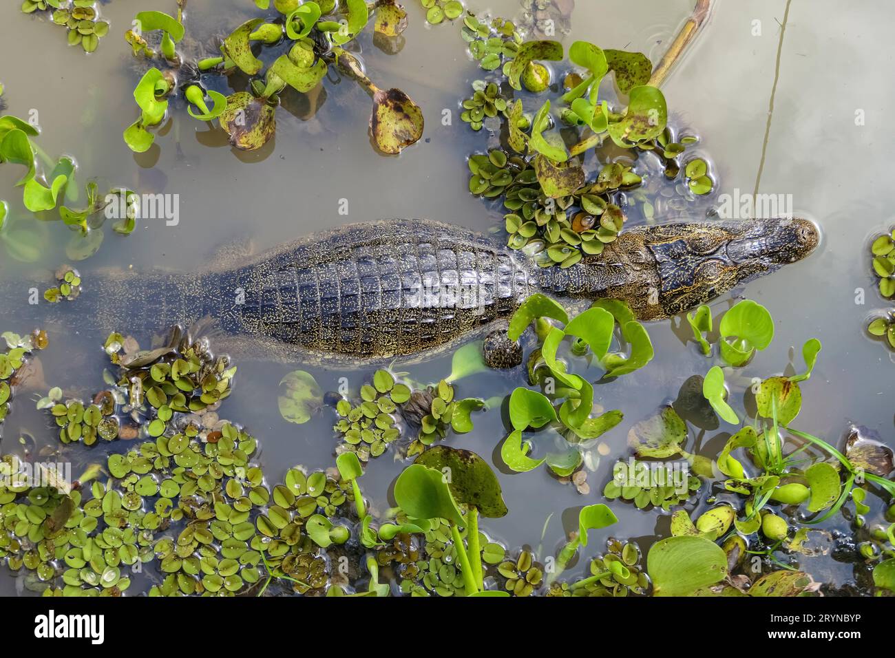 High angle view of a Yacare caiman in the water, Pantanal Wetlands, Mato Grosso, Brazil Stock Photo