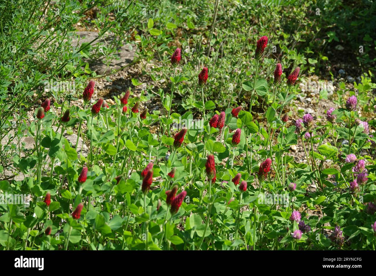 Trifolium incarnatum, crimson clover Stock Photo