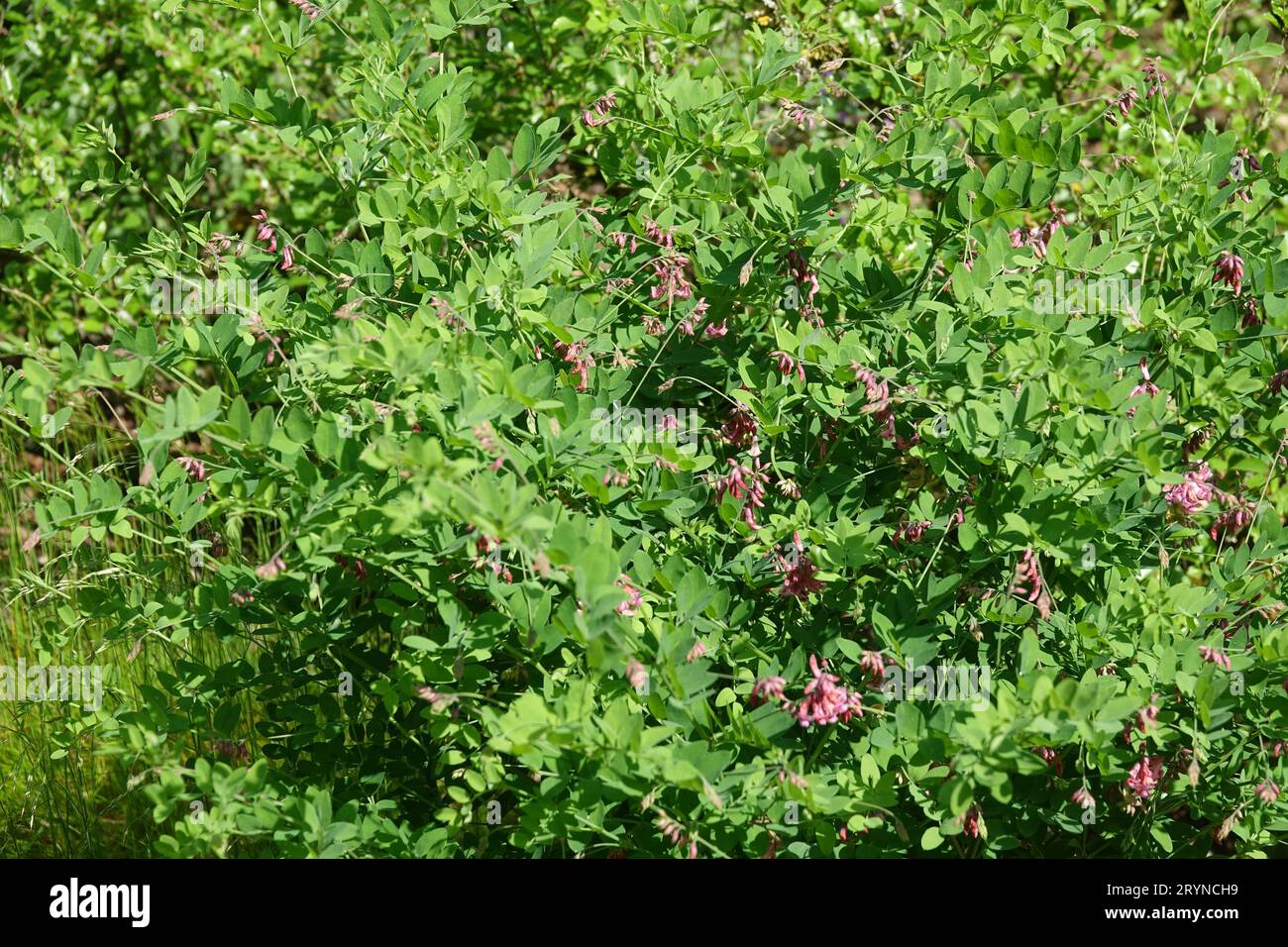 Lathyrus niger, black pea Stock Photo