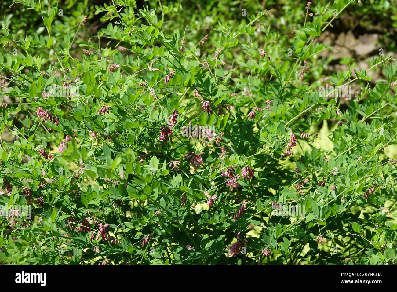 Lathyrus niger, black pea Stock Photo