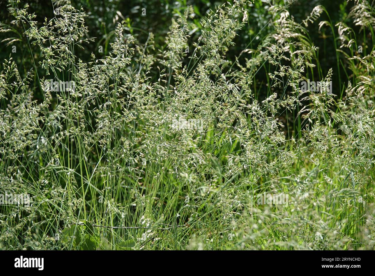 Deschampsia flexuosa, wavy hairgrass Stock Photo