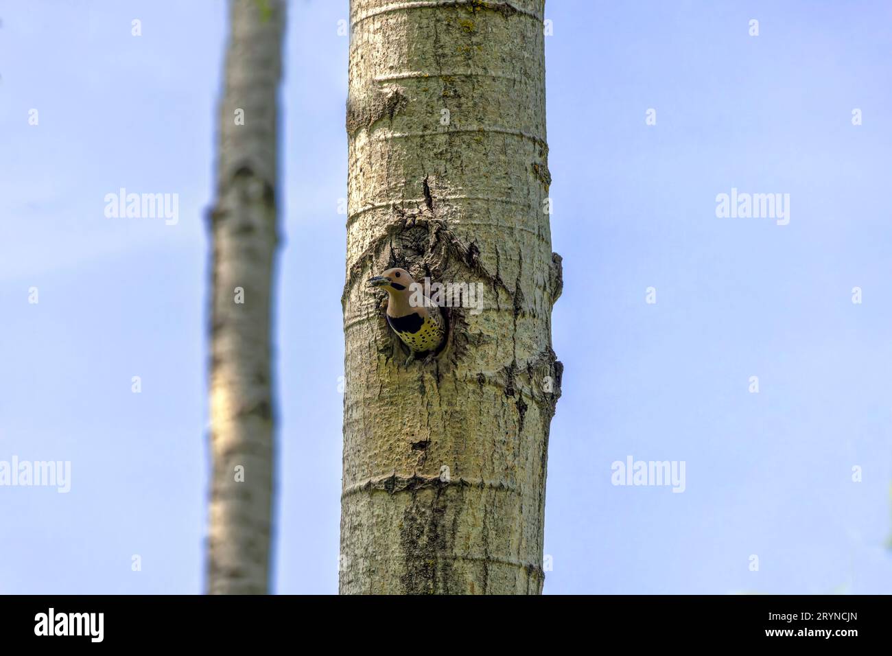 The Northern flicker (Colaptes auratus) Stock Photo