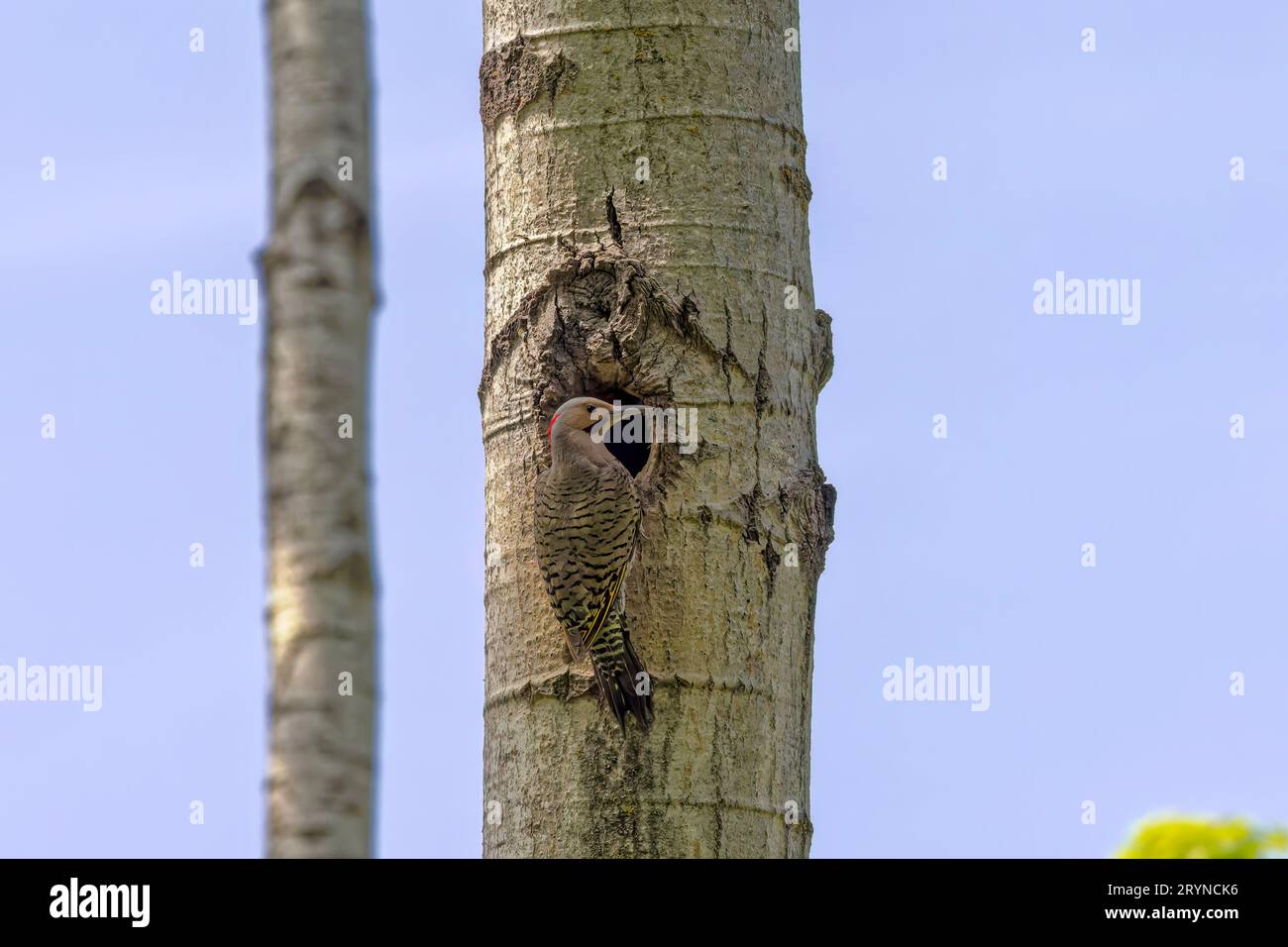 The northern flicker (Colaptes auratus) Stock Photo