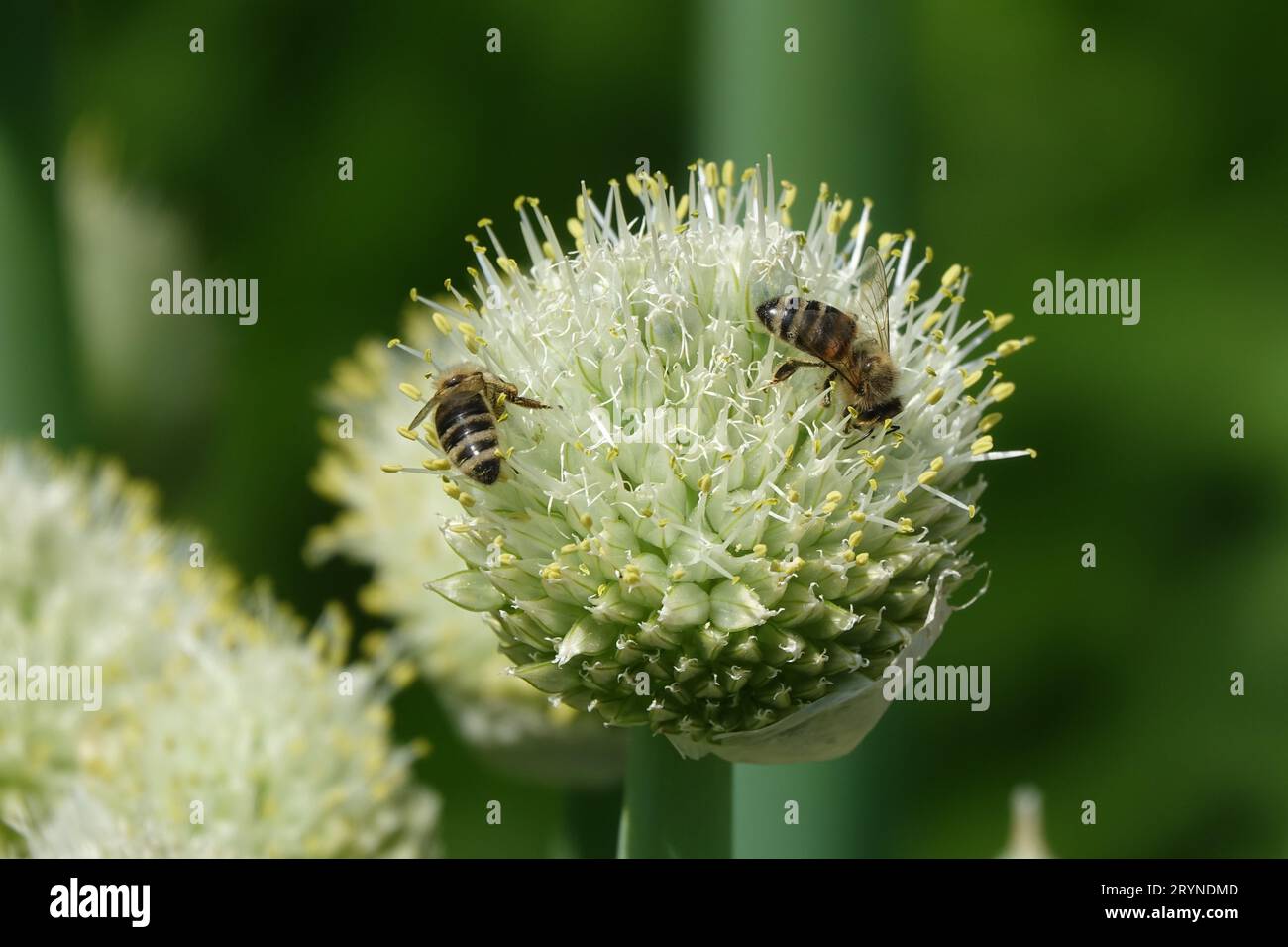 Allium cepa, onion, with bees Stock Photo