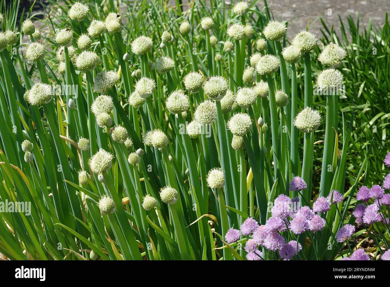 Allium cepa, onion, with bees Stock Photo