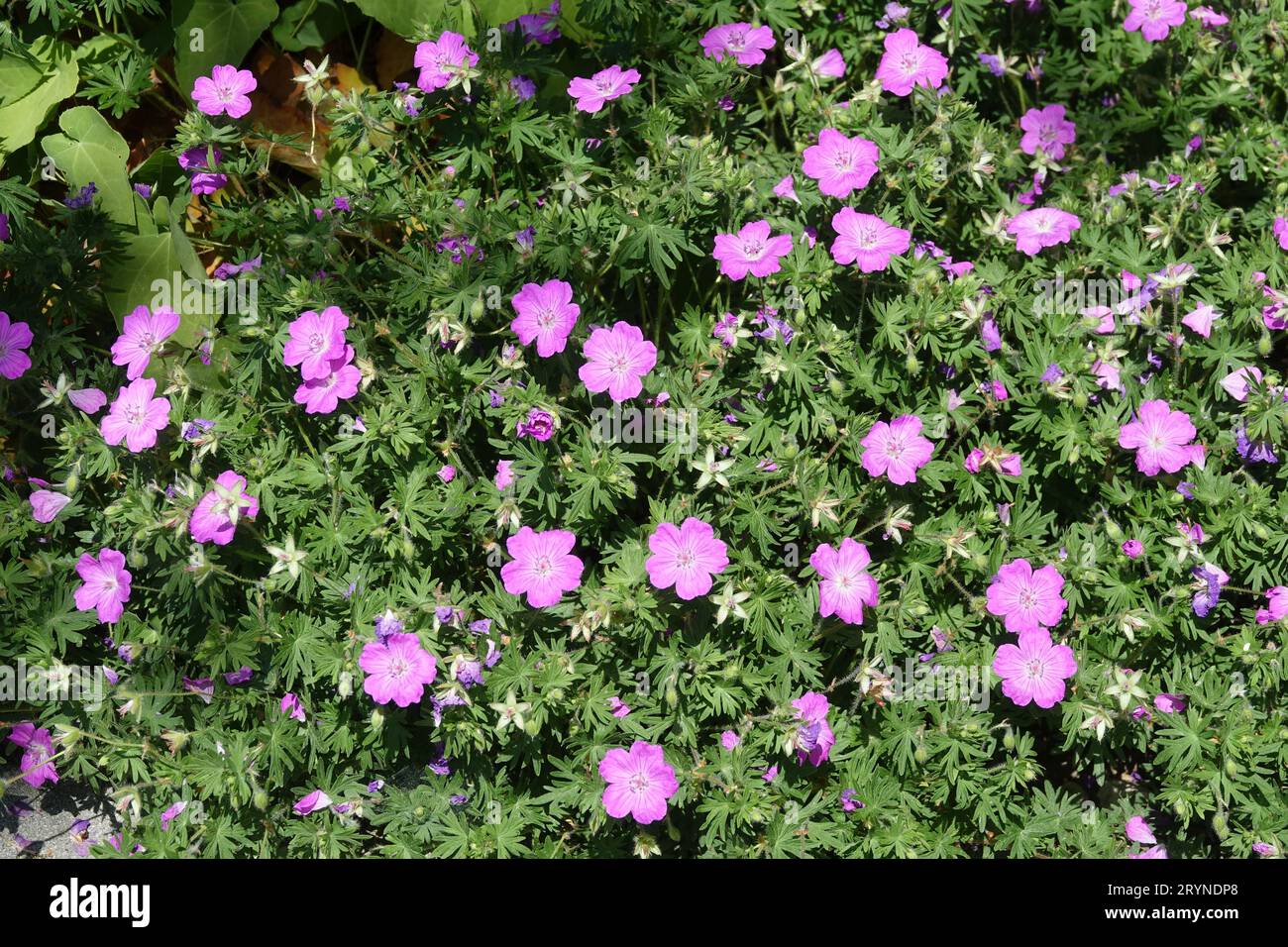 Geranium sanguineum, red cranesbill Stock Photo