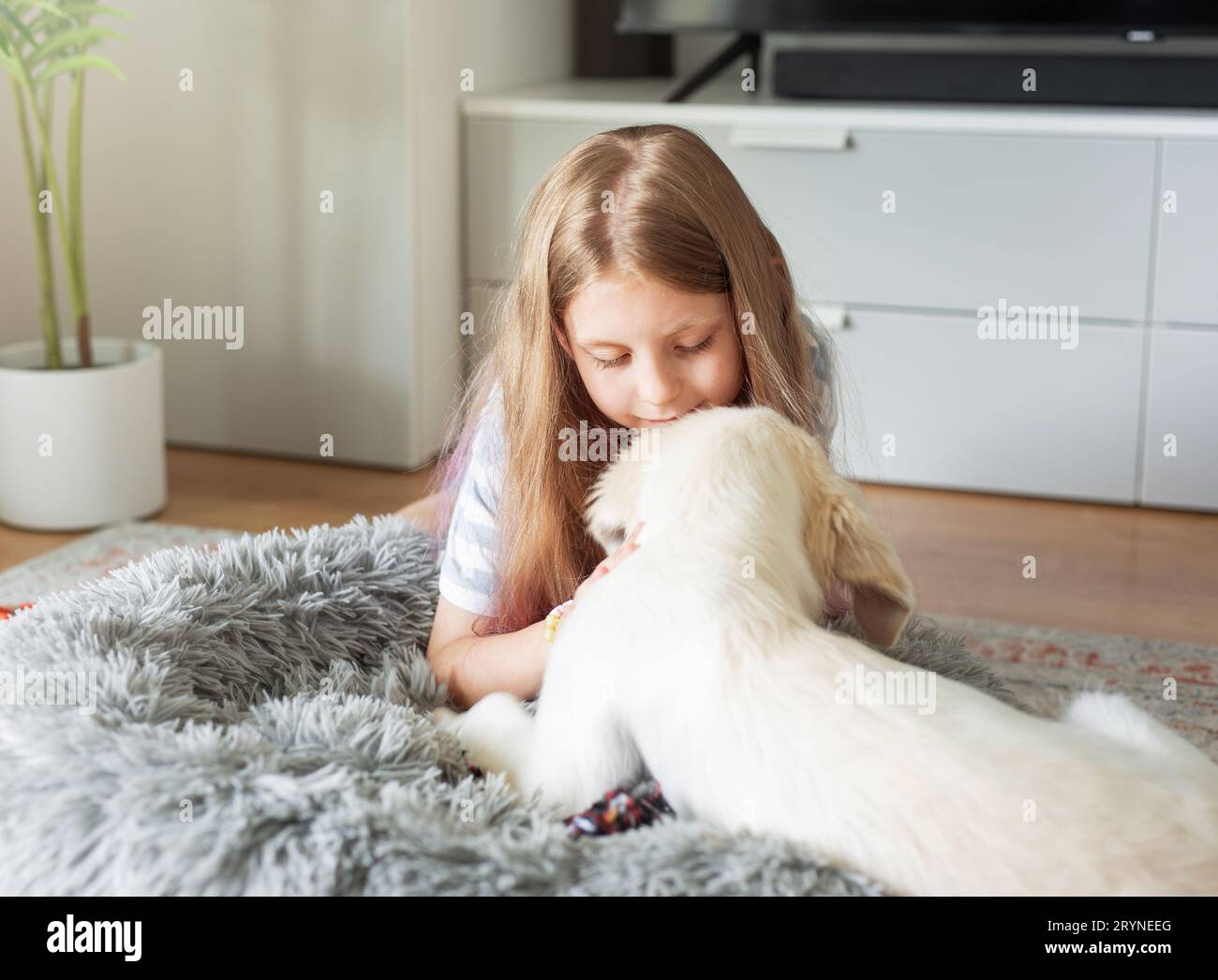 Little girl playing with a golden retriever puppy at home. Friends at home. Stock Photo