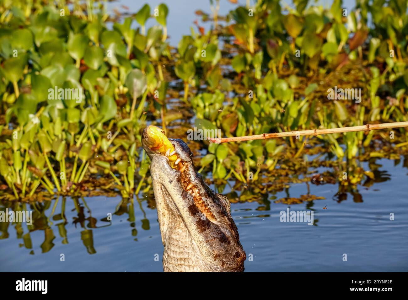 Yacare caiman jumps out of water for and caught a piranha, Pantanal Wetlands, Mato Grosso, Brazil Stock Photo