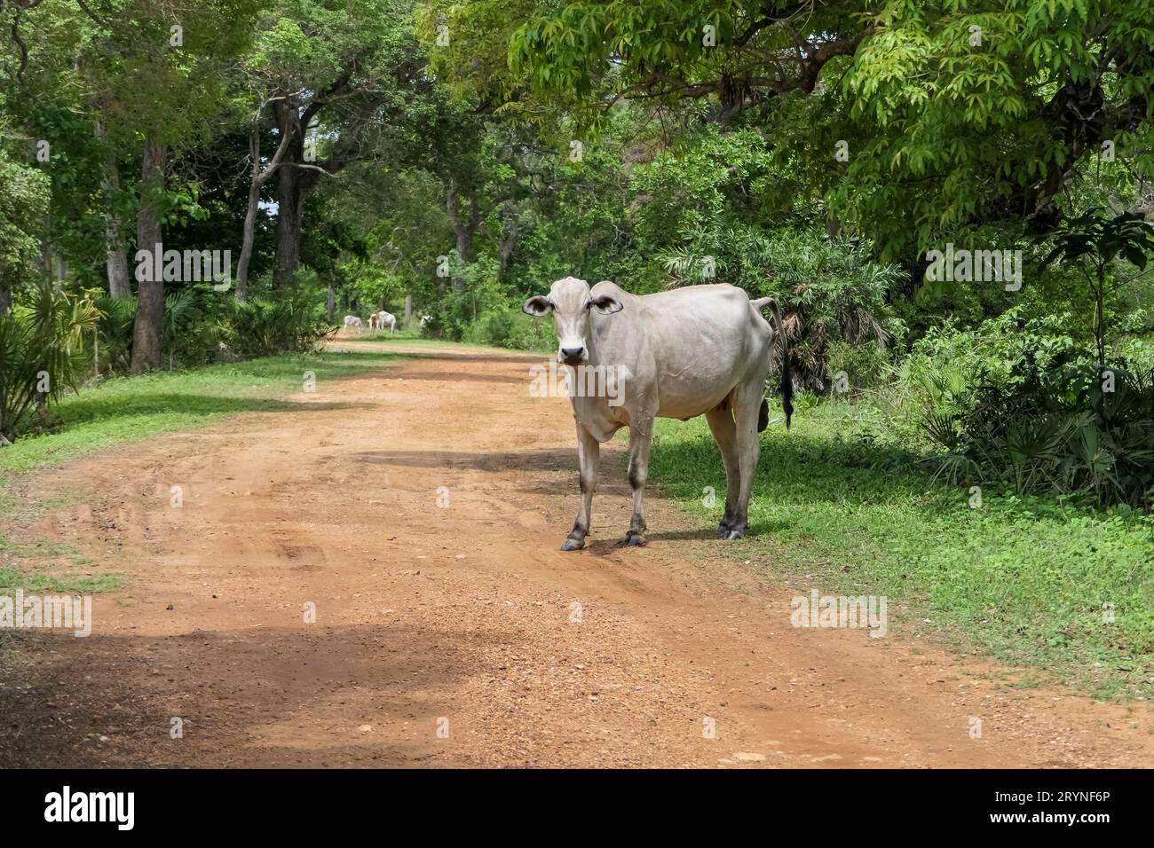 Typical white Pantanal cow standing a dirt road, trees in background, facing camera, Pantanal Wetlan Stock Photo