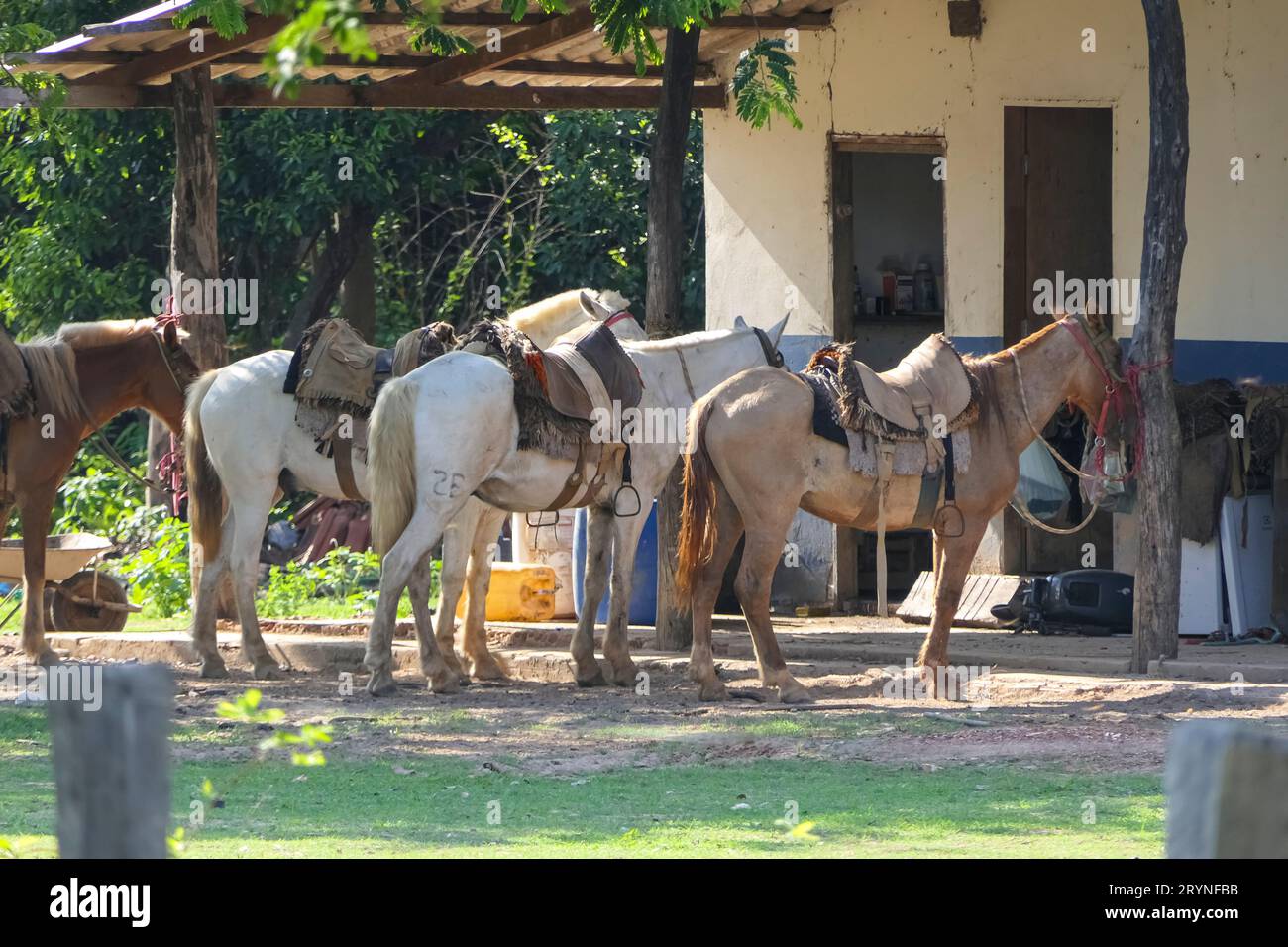 Pantanal horse hires stock photography and images Alamy