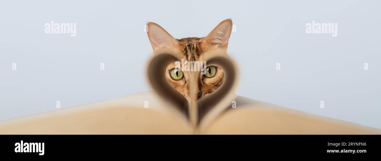 Muzzle of a red cat on a blue background. Stock Photo