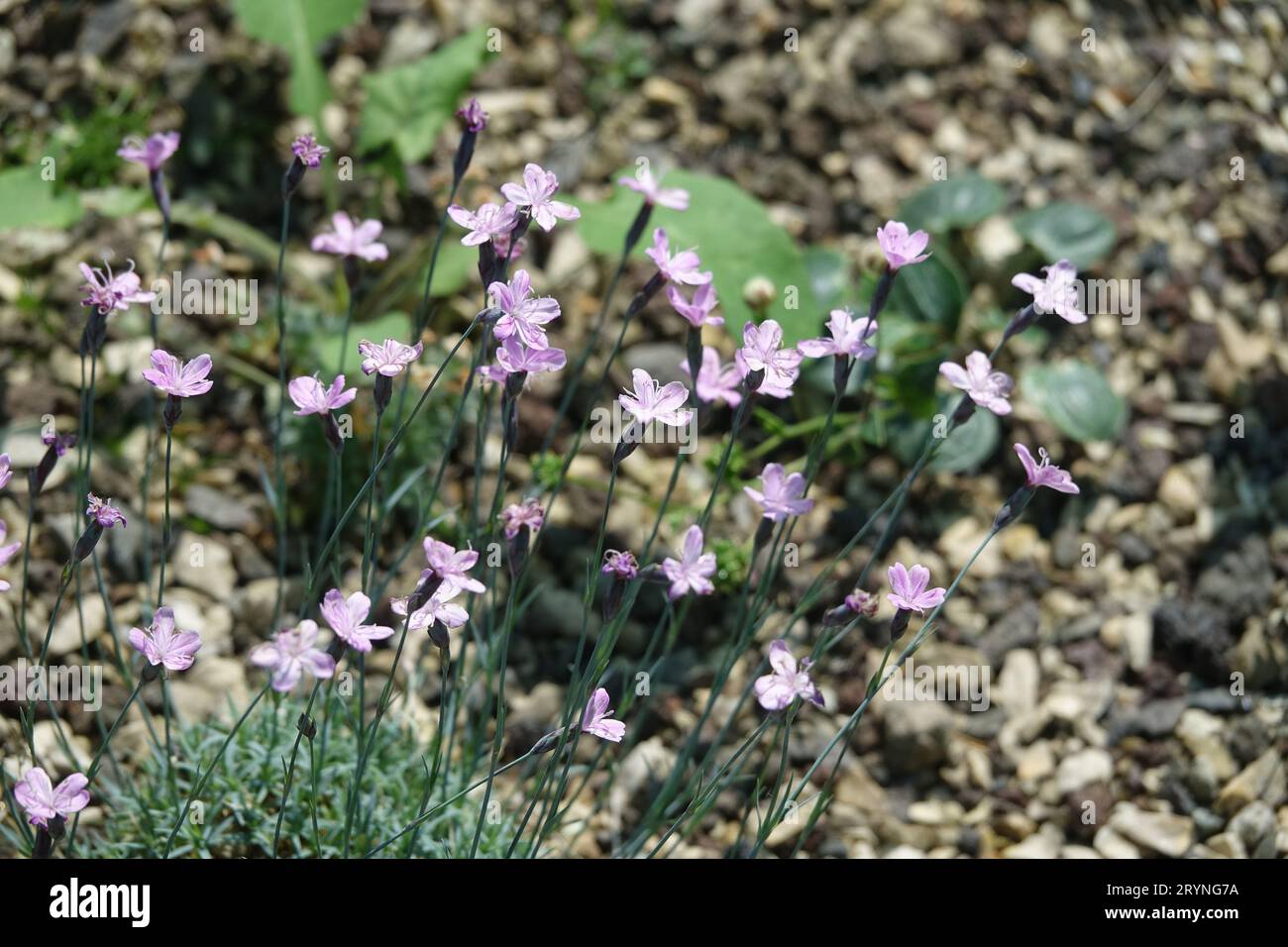 Dianthus subacaulis, border pink Stock Photo