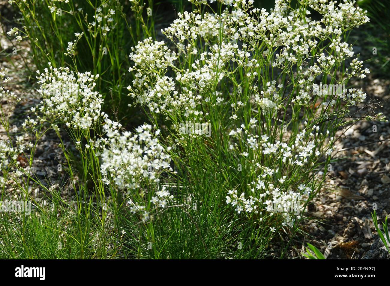 Eremogone capillaris var. americana, sandwort Stock Photo