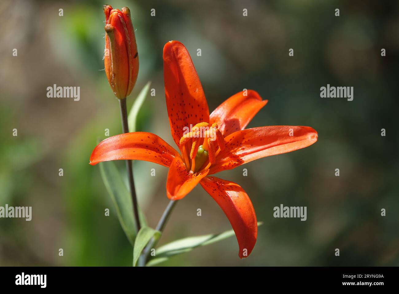 Lilium concolor var. pulchellum, morning star lily Stock Photo