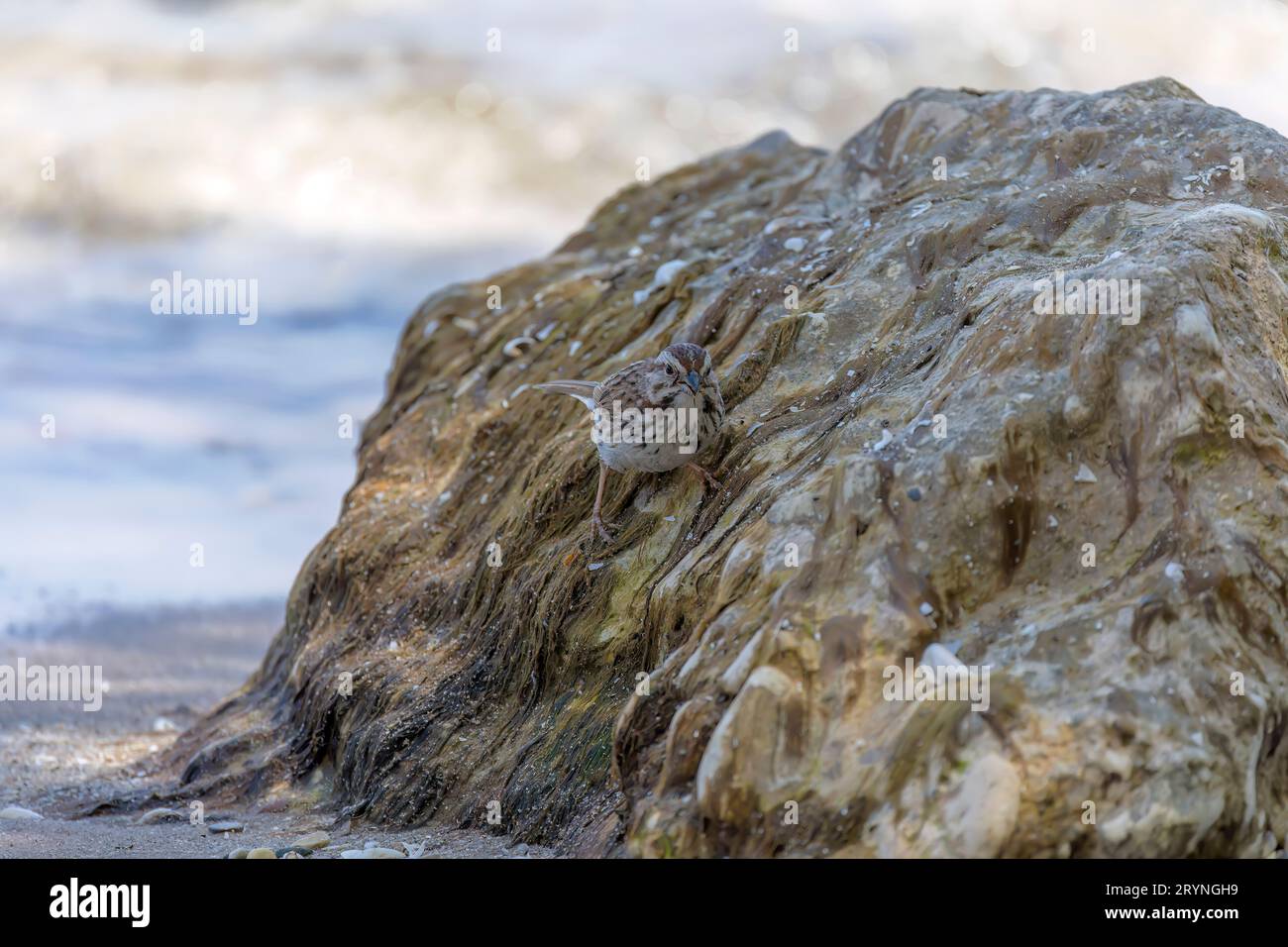 Song sparrow Stock Photo