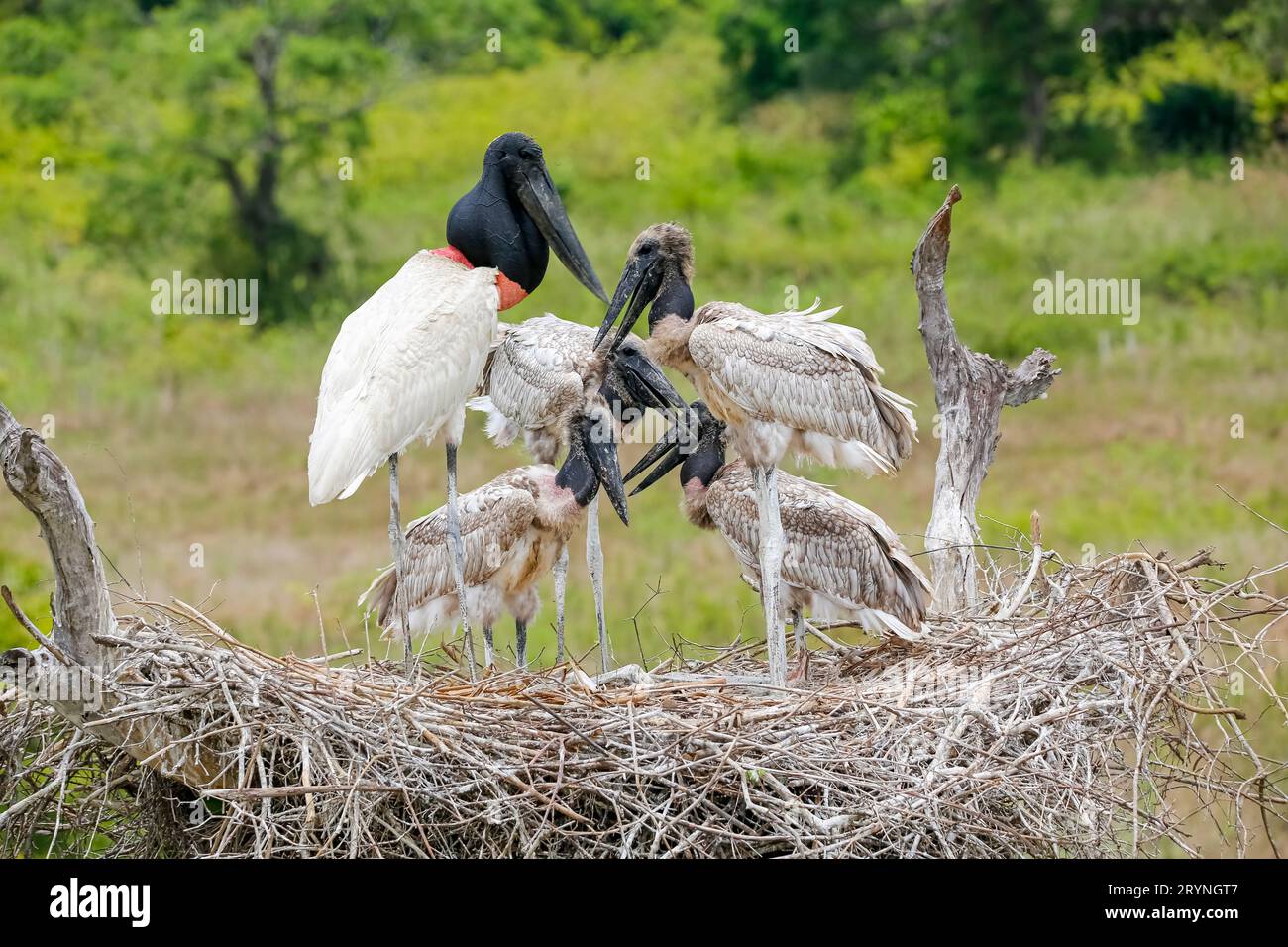 Close-up of a high Jabiru nest with four juvenile Jabirus waiting for feeding by an adult, against g Stock Photo