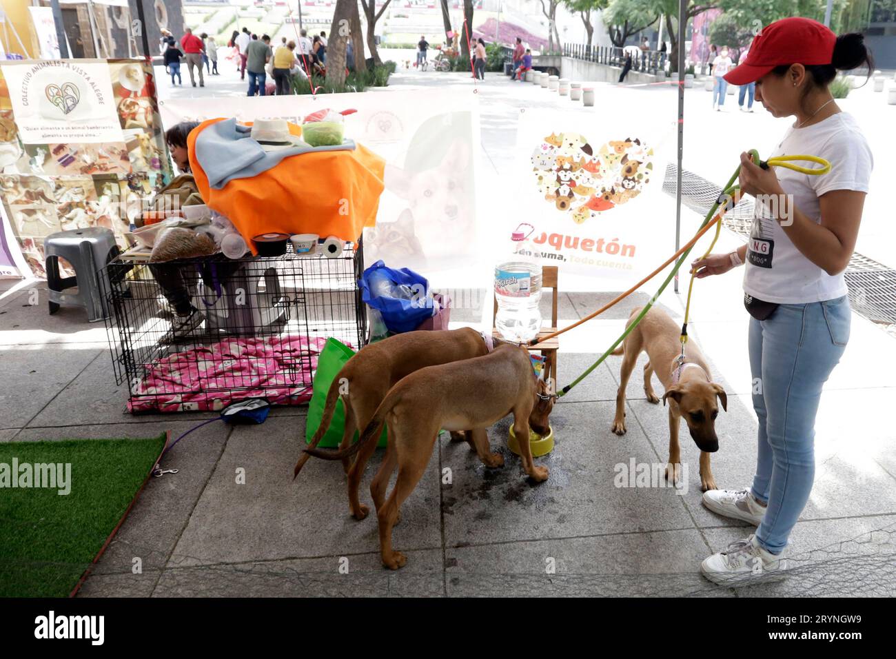 Mexico City, Mexico. 1st Oct, 2023. The Vista Alegre Animalist Collective presents homeless dogs for adoption at the croquette Festival, in the Tlaxcoaque Square in Mexico City. on October 1, 2023 in Mexico City, Mexico (Credit Image: © Luis Barron/eyepix via ZUMA Press Wire) EDITORIAL USAGE ONLY! Not for Commercial USAGE! Stock Photo