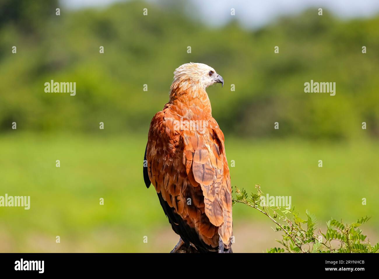 Close-up of a Black-collared hawk from back, face to the right against green natural background, Pan Stock Photo