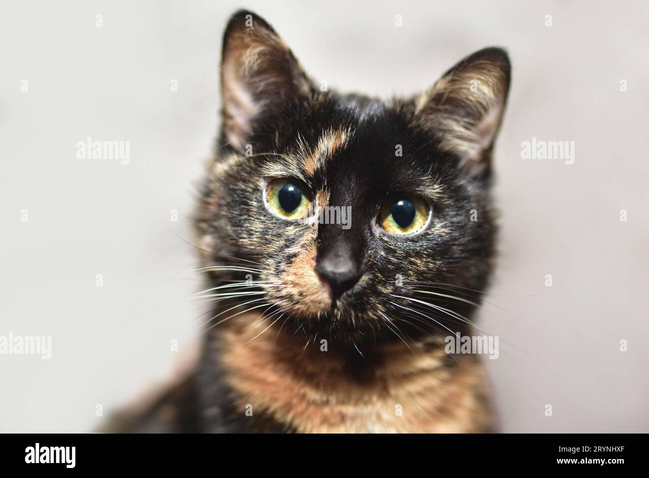 A cute portrait of a smooth-haired tortoiseshell cat with orange-green eyes. Stock Photo
