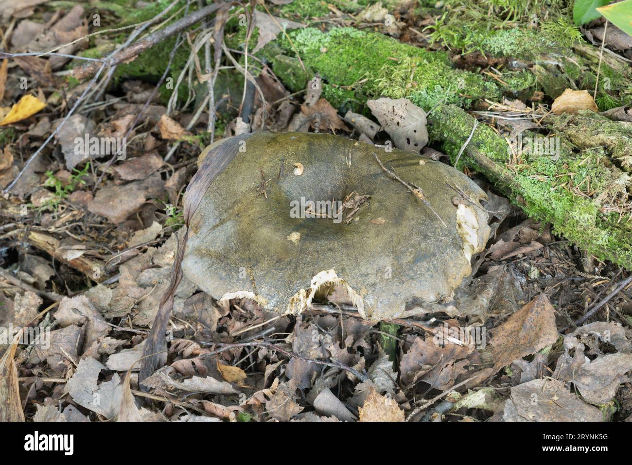 Boletopsis leucomelaena growing in natural environment Stock Photo