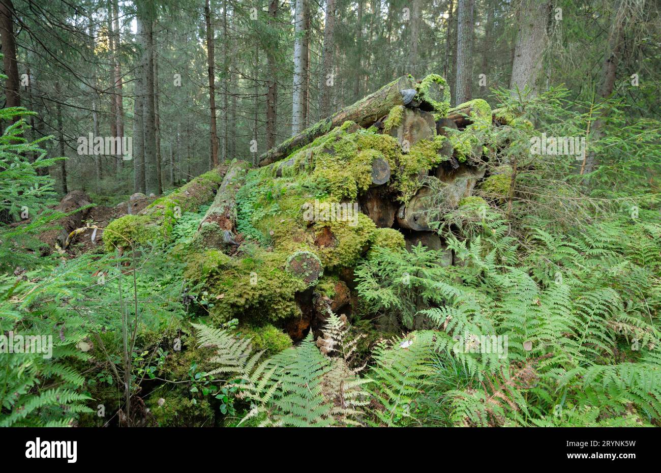 Pile of coniferous trees left in natural forest to decay, creating