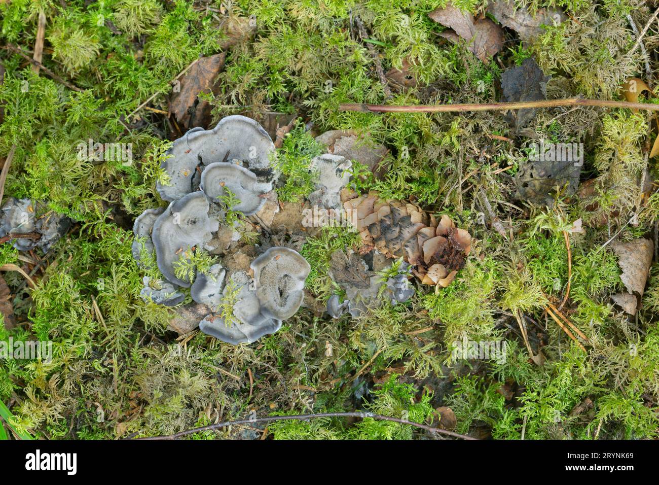Black tooth fungus, Phellodon niger in natural environment Stock Photo